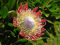 Königsprotea im Palheiro Garden