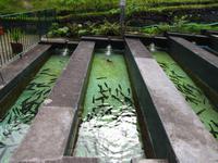 Forellenzucht in Ribeiro Frio