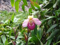 Orchidee im Botanischen Garten