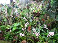 Im Orchideengarten