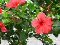 Hibiskushecke auf dem Weg zum Santa Catarina Park
