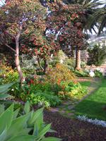 Domboe im hoteleigenen botanischen Garten