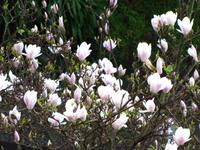 Die Magnolien blühen schon!