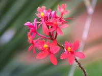 Orchidee im hoteleigenen botanischen Garten