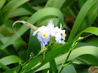 Iris im hoteleigenen botanischen Garten
