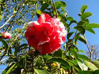 Zweifarbige Kamelie im Palheiro Garden