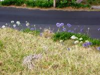 Und immerzu Blumen am Wegesrand