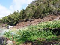 Die Bauern nutzen jede Fläche