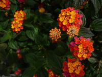 Wie zusammengesteckt