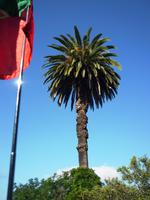 Eine Portugal-Palme :-)