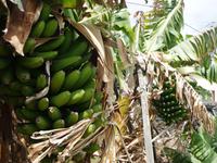 Bananenstauden tragen nur einmal!