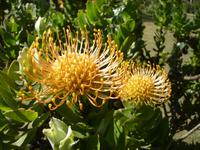 Faszinierende Blumenwelt