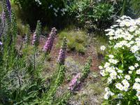 Der Natternkopf Madeiras