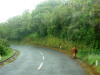 Eine Kuh lässt sich nicht stören :-)