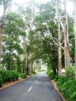 Grünes Straßenbild