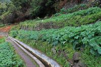 Levada Wanderung Maracos