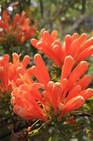 Blumenvielfalt Madeiras