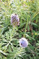 Blumenvielfalt Madeiras