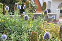 Blumenvielfalt Madeiras