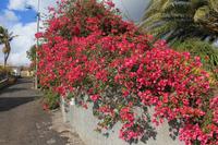 Blumenvielfalt Madeiras