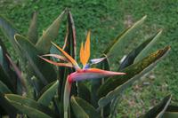 Botanischer Garten in Funchal