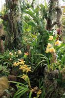 Orchideengarten