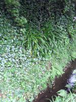 Wasserlauf der Levada