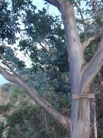 Cabo Girao - höchste Steilküste Eurpoas