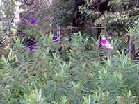 Botanischer Garten von Funchal