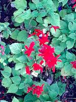 Botanischer Garten von Funchal