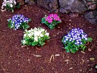 Botanischer Garten von Funchal