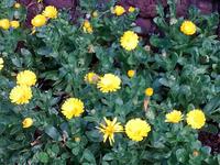 Botanischer Garten von Funchal