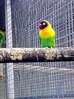 Botanischer Garten von Funchal