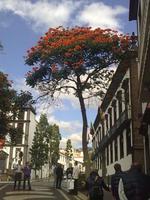 Auch in der Stadt ist die außergewöhnliche Flora der Insel allgegenwärtig