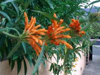 Zu Besuch im Kräutergarten