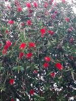 Zu Besuch im Kräutergarten