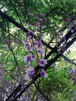 Zu Besuch im Kräutergarten