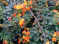 Zu Besuch im Kräutergarten