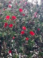 Zu Besuch im Kräutergarten