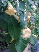 Zu Besuch im Kräutergarten