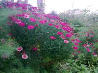 Zu Besuch im Kräutergarten