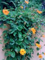 Zu Besuch im Kräutergarten