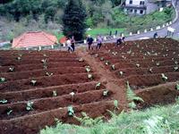 Die Madeirenser bei der Arbeit