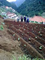 Die Madeirenser bei der Arbeit