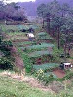 Sicht auf die Terrassenfelder