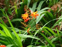 Blühende Pflanzenpracht