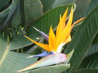 Die Nationalblume - Strelizie