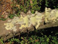 Garten der Familie Blandy