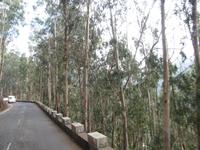 Eukalyptuswald von Madeira