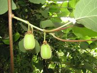 Aussichtspunkt ?Balcões?